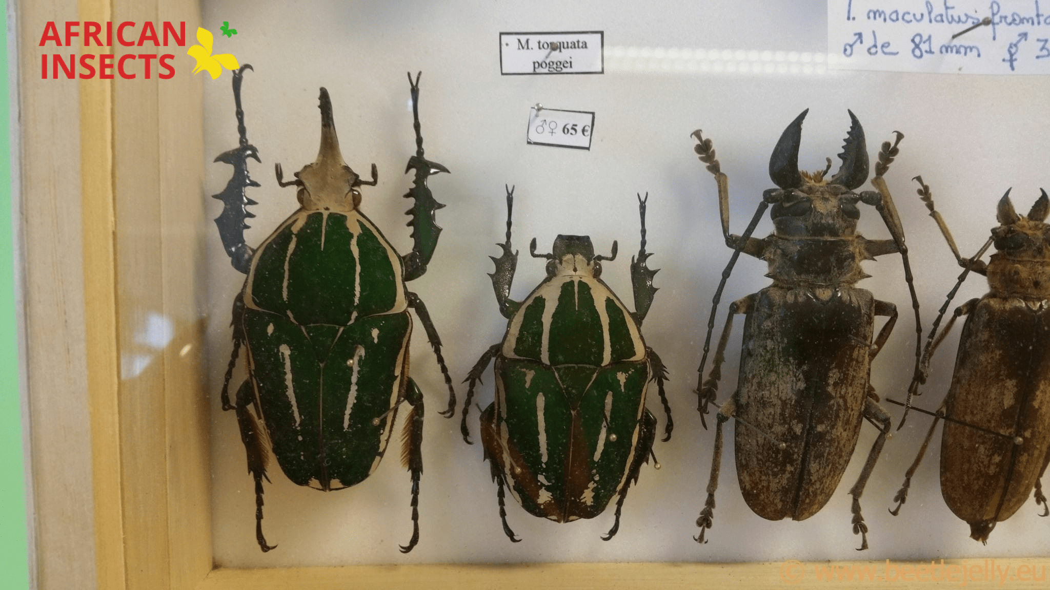 African Insects Gallery | African Insects